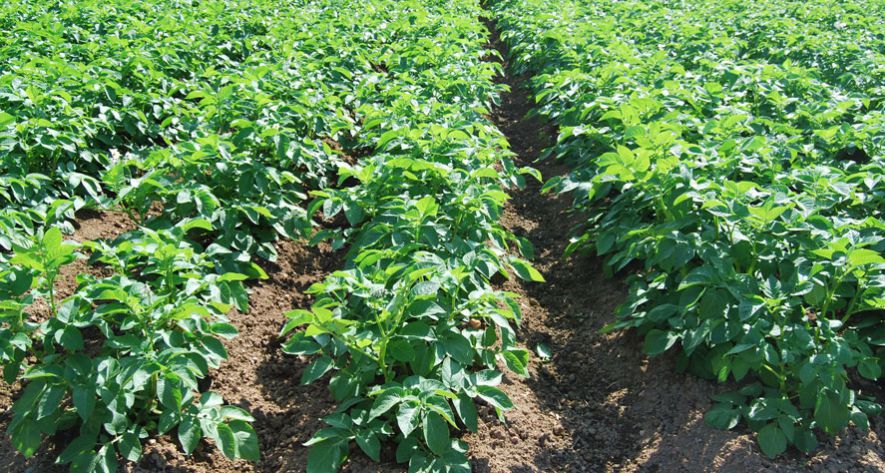 Agriculture de conservation :Un sol en bonne santé est la clé pour faire pousser une plante dans les meilleures conditions. Il en résulte une résistance accrue aux maladies, des qualités nutritionnelles et gustatives améliorées et une empreinte positive sur l’environnement. En agriculture de conservation, l’agriculteur met en place des pratiques pour nourrir la vie du sol qui va elle-même nourrir la plante. En voici, les grands principes...